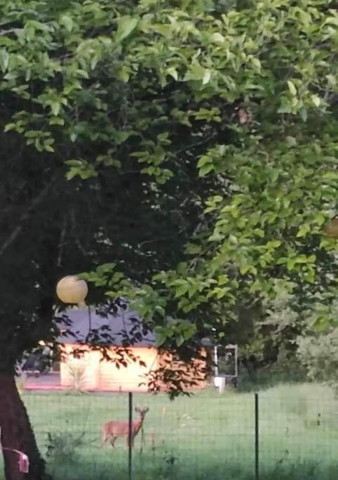 Insolite Kota Avec Spa Et Demi Bt De Champagne Offerte Ruch Екстериор снимка